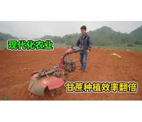 广西蔗农，用微耕机种甘蔗效率真高，这就是现代农业