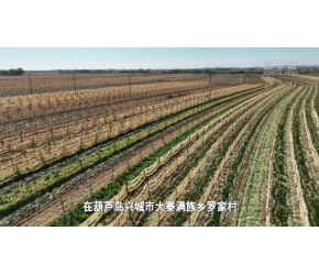 电力有保障灌溉有水量 大寨乡的大根萝卜又丰收