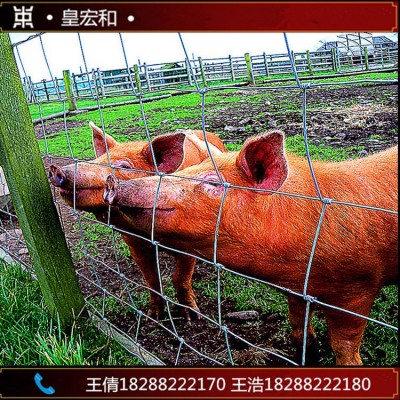 昆明养牛围栏网 养鸡钢丝网 草原围栏防护 镀锌铁丝 云南钢丝网镀图3